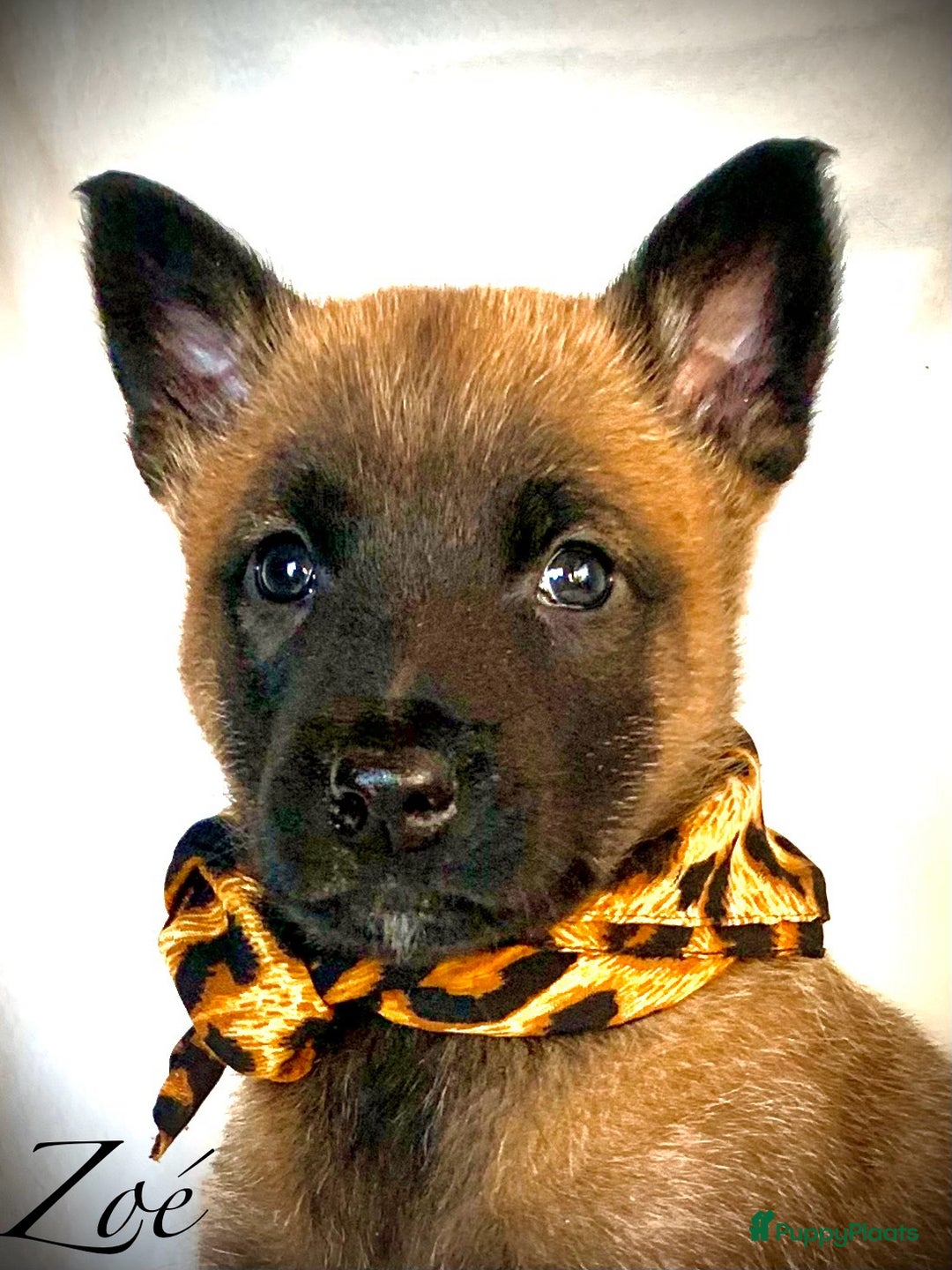 Mechelse Herder honden te koop: Mechelse herder pups met stamboom F.C.I - Advertentie 25