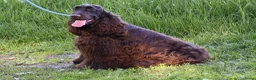 Engelse Cocker Spaniel honden te koop: Engelse Cocker Spaniel pups - Advertentie 33