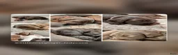Australian Labradoodle honden te koop: Prachtige donkerbruine Australian Labradoodle reu - Advertentie 26