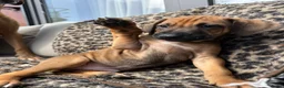 Rhodesian Ridgeback honden te koop: Rhodesian ridgeback pups - Advertentie 8