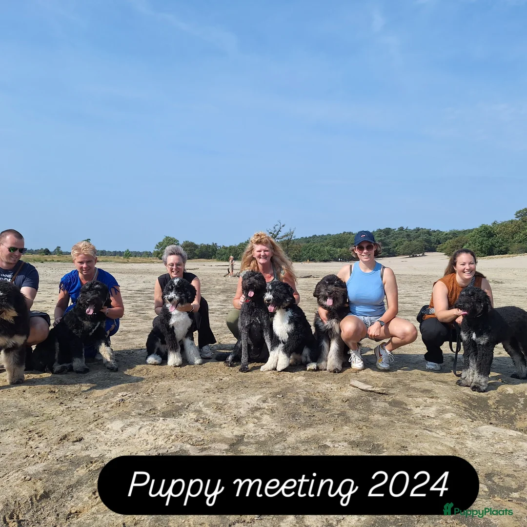 Bernedoodle honden te koop: Bernedoodles multigen - Afbeelding 18
