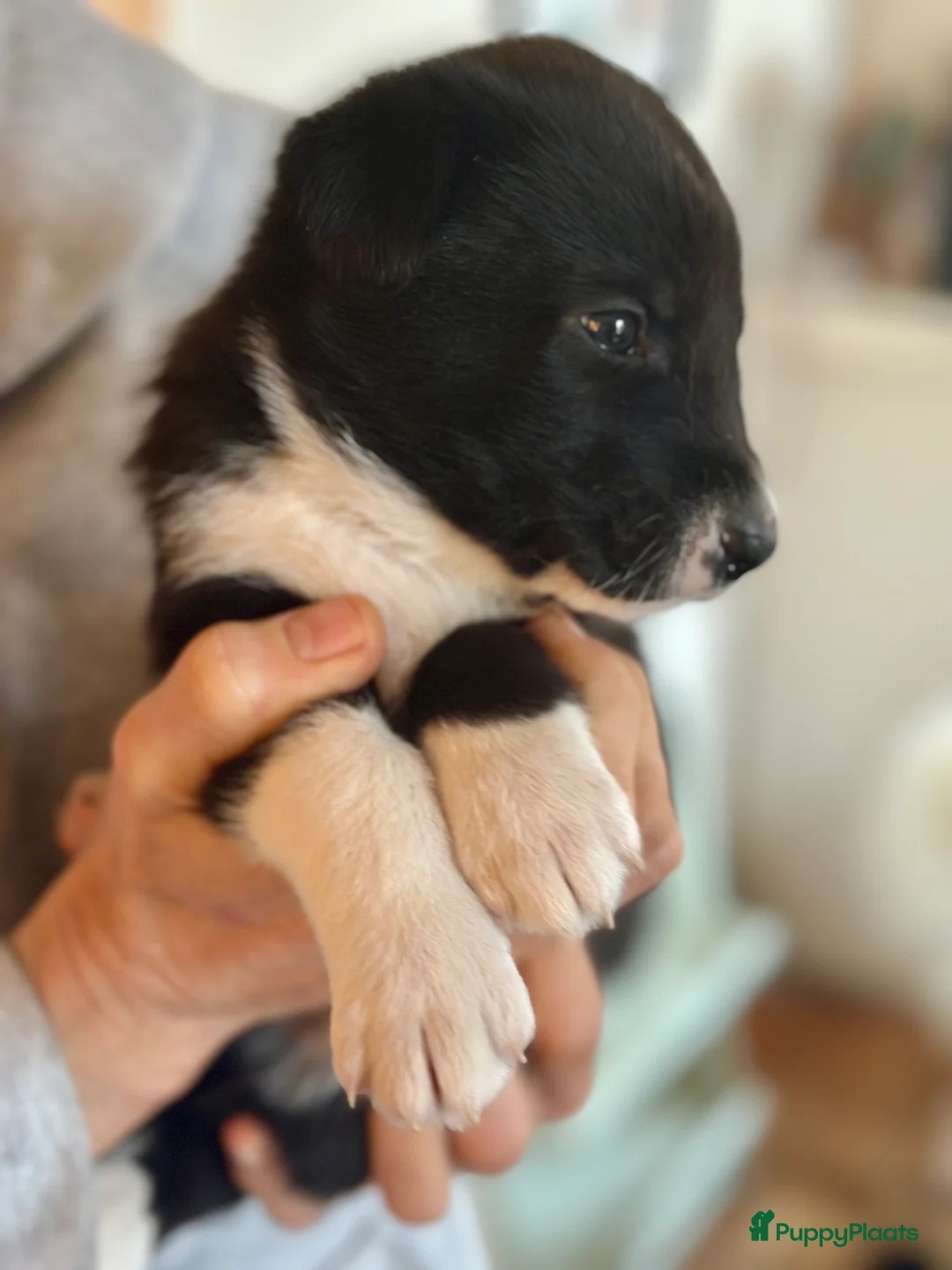 Kruising honden te koop: Lieve Husky/Labrador mix pups  - Advertentie 16