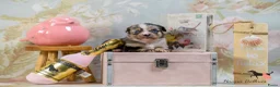 Australian Shepherd honden te koop: Mini Australian Shepherd pups - Advertentie 9