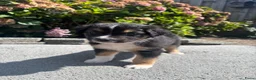 Australian Shepherd honden te koop: Lieve Australian Shepherd pups - Advertentie 4