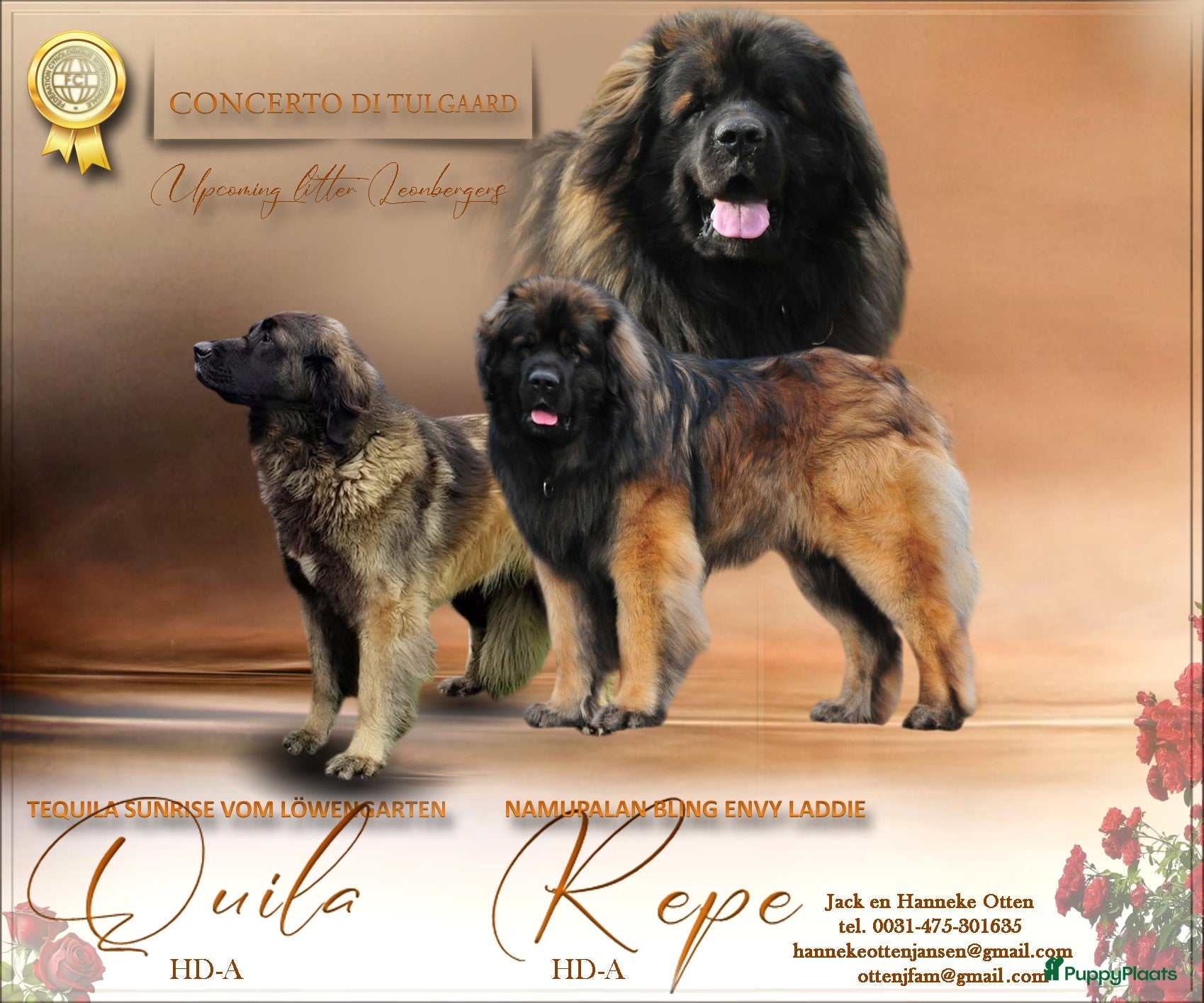 Leonberger honden Leonberger pups (teefjes)uit bijzondere combinatie - Advertentie 1