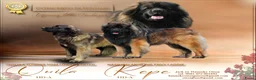 Leonberger honden te koop: Leonberger pups (teefjes)uit bijzondere combinatie - Advertentie 1