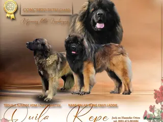 Leonberger honden Leonberger pups (teefjes)uit bijzondere combinatie - Advertentie 1
