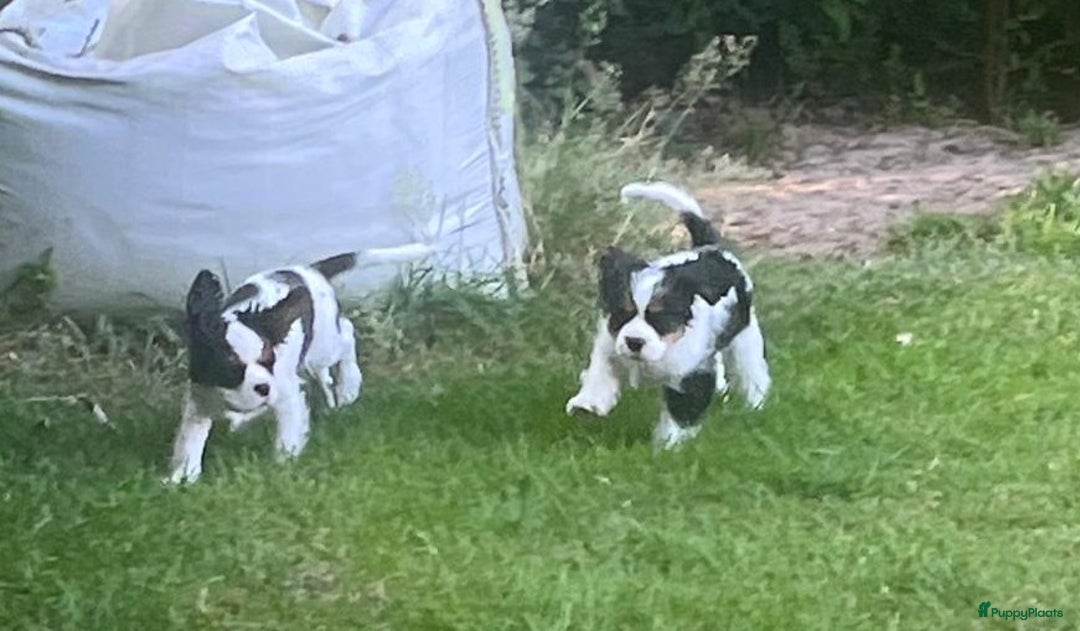 Cavalier King Charles Spaniel honden te koop: Cavalier King Charles Spaniel in Makkinga - Afbeelding 27