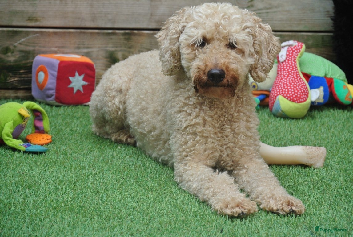 Australian Labradoodle honden te koop:  6 lieve Mini/medium Australian labradoodle pups - Advertentie 27