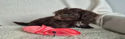 Kruising honden te koop: Prachtige leergierige boompoo's  - Advertentie 6