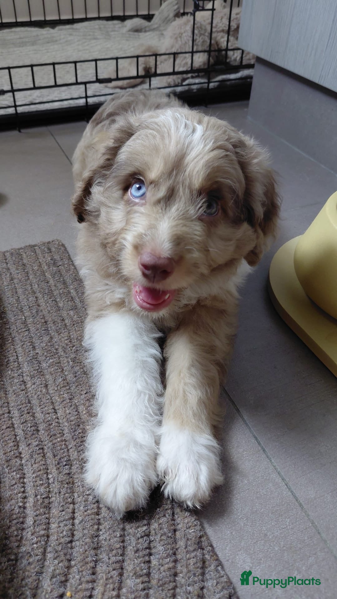 Kruising honden Aussiedoodle pupjes - Advertentie 1