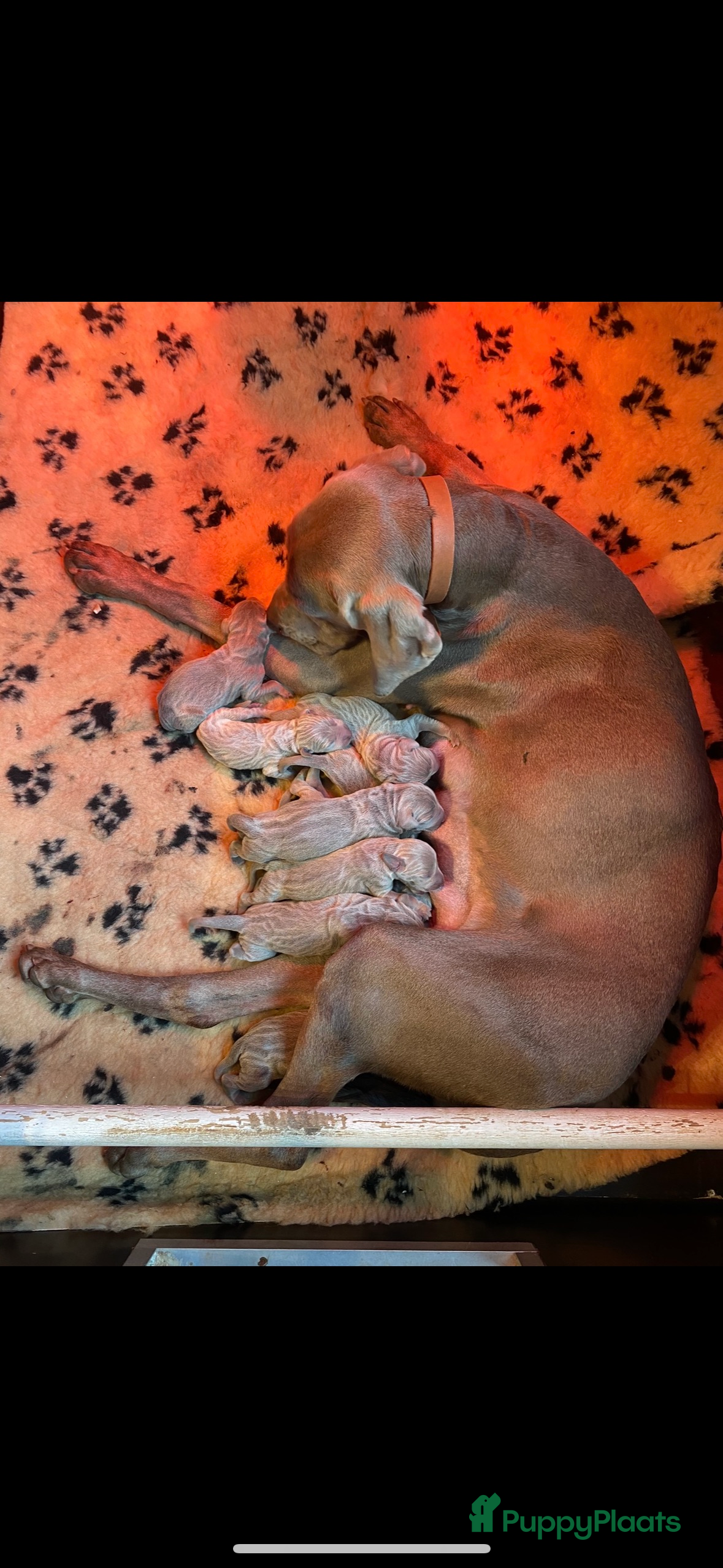 Weimarse Staande Hond korthaar honden Prachtige Weimaraner pups - Advertentie 1