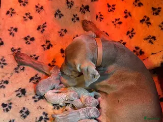 Weimarse Staande Hond korthaar honden Prachtige Weimaraner pups - Advertentie 13