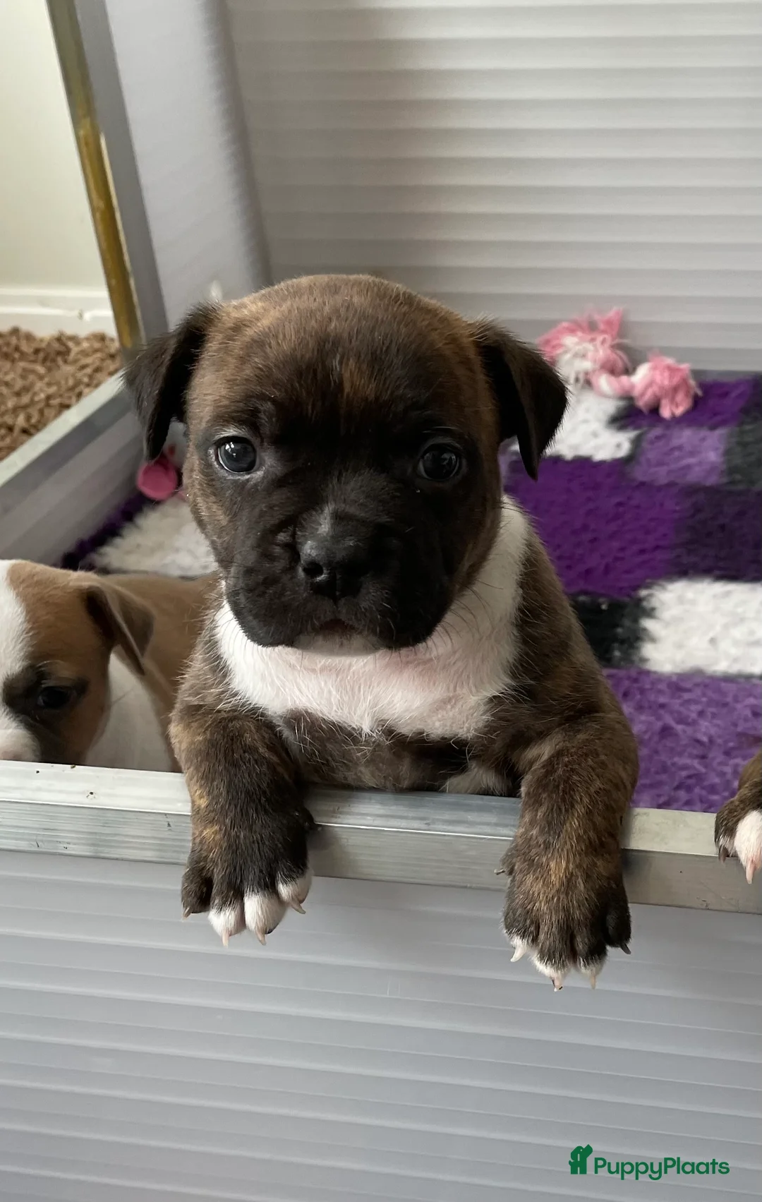 Galerij afbeelding {{count}}