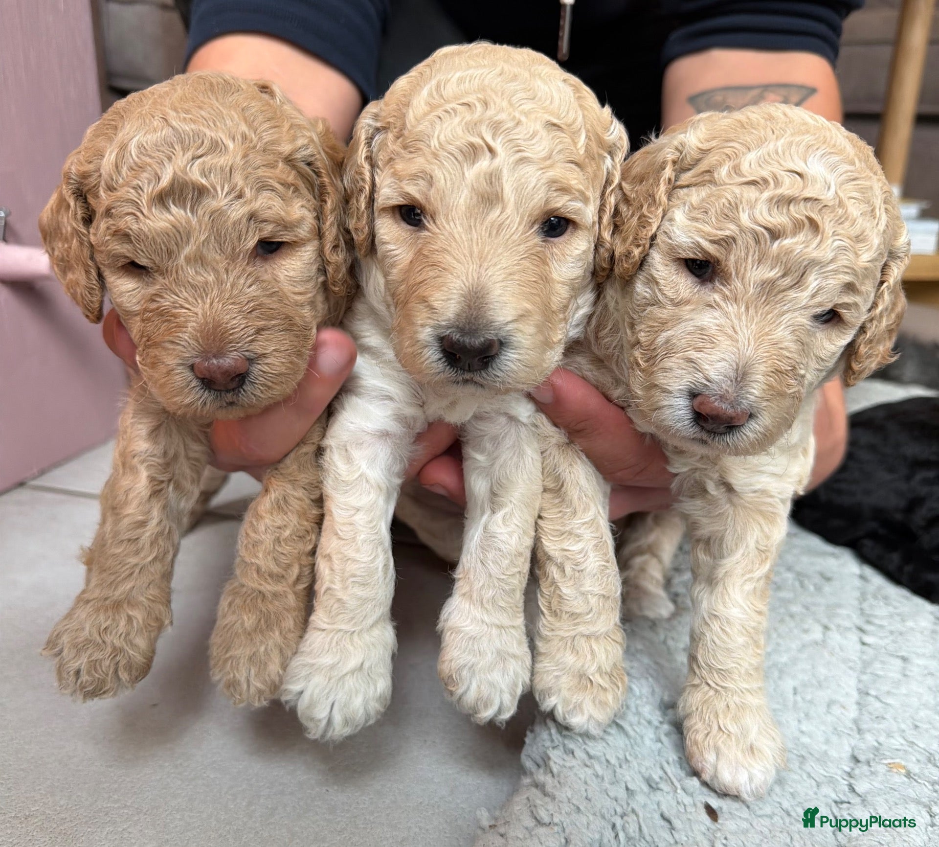 Poedel honden Prachtige poedel puppy’s  - Advertentie 1