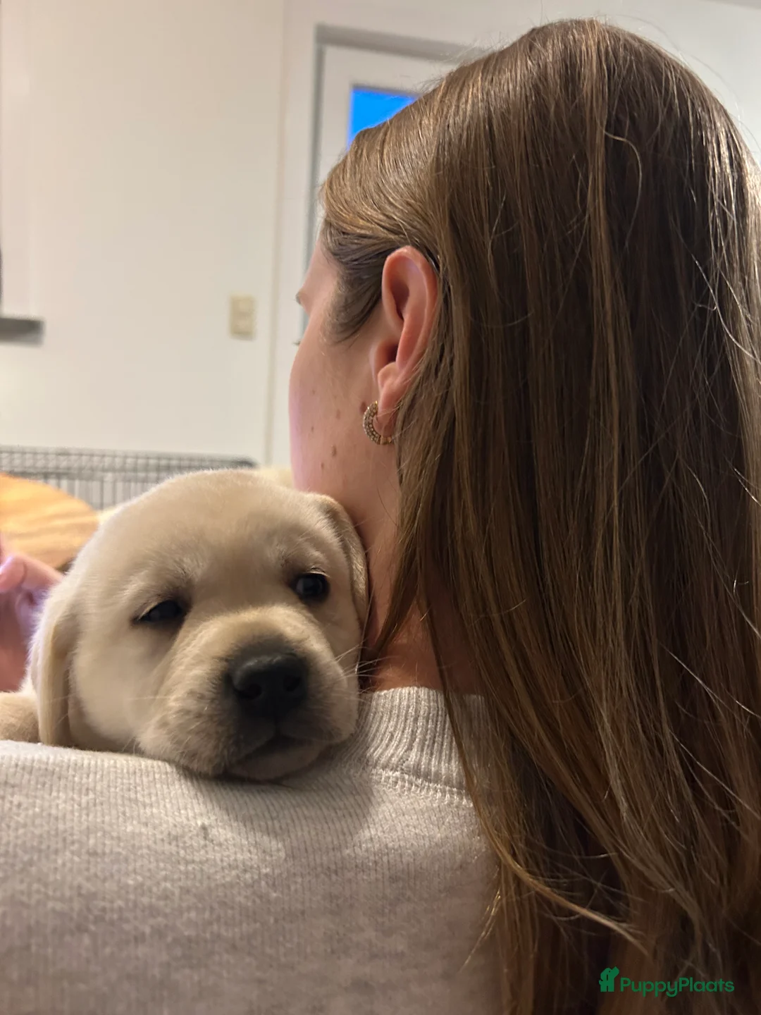 Labrador Retriever honden te koop: Super mooie gele labrador pups - Advertentie 5