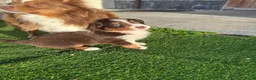 Miniature American Shepherd honden te koop: Red tricolor MAS reutjes - Advertentie 8