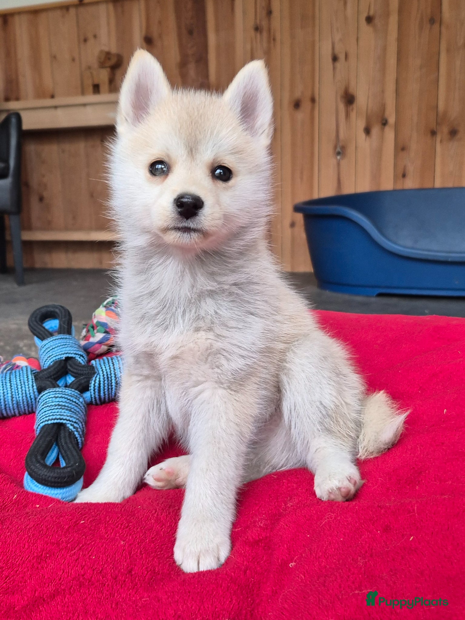 Kruising honden Pomsky x shiba inu (1/4) pup - Advertentie 6