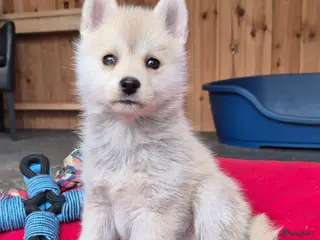 Kruising honden Pomsky x shiba inu (1/4) pup - Advertentie 6