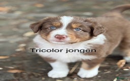 Australian Shepherd honden te koop: Raszuivere Australian Shepherd  - Afbeelding 5