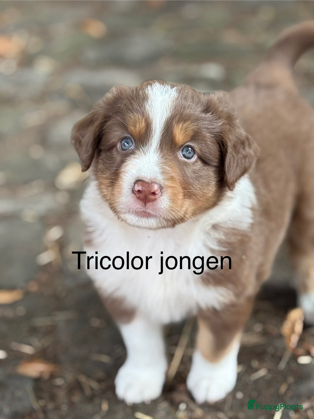 Australian Shepherd honden te koop: Raszuivere Australian Shepherd  - Afbeelding 17