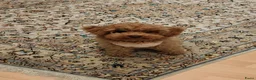Poedel Toy honden te koop: 1 puppy poedel toy te koop - Advertentie 7