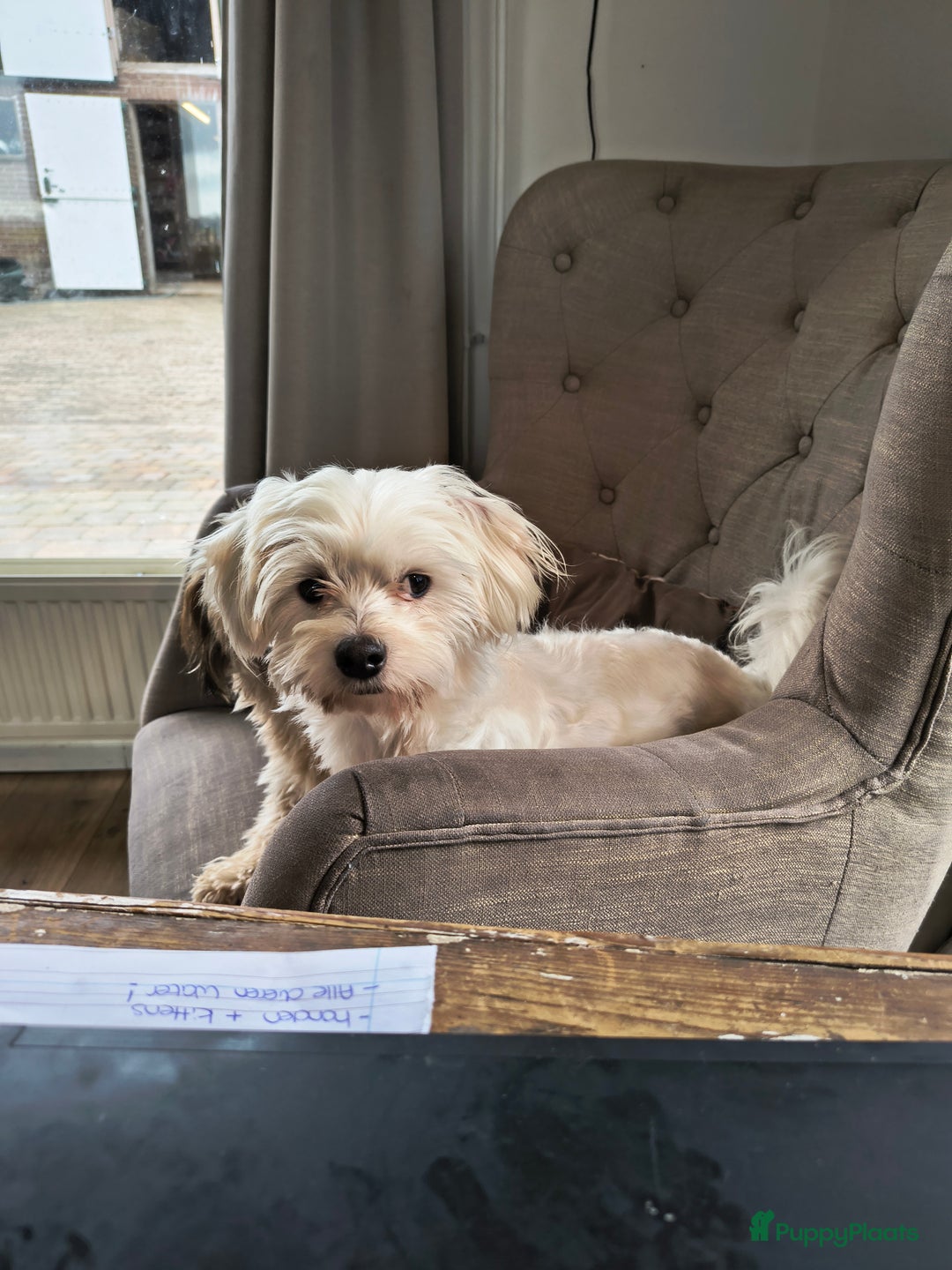 Maltezer honden ter dekking: Ervaren dekreu Maltezer - Advertentie 3