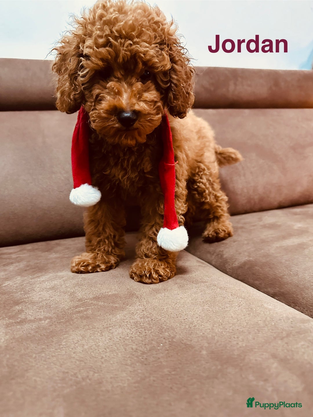 Poedel Toy honden te koop: Toy Poedel puppy’s - Advertentie 4