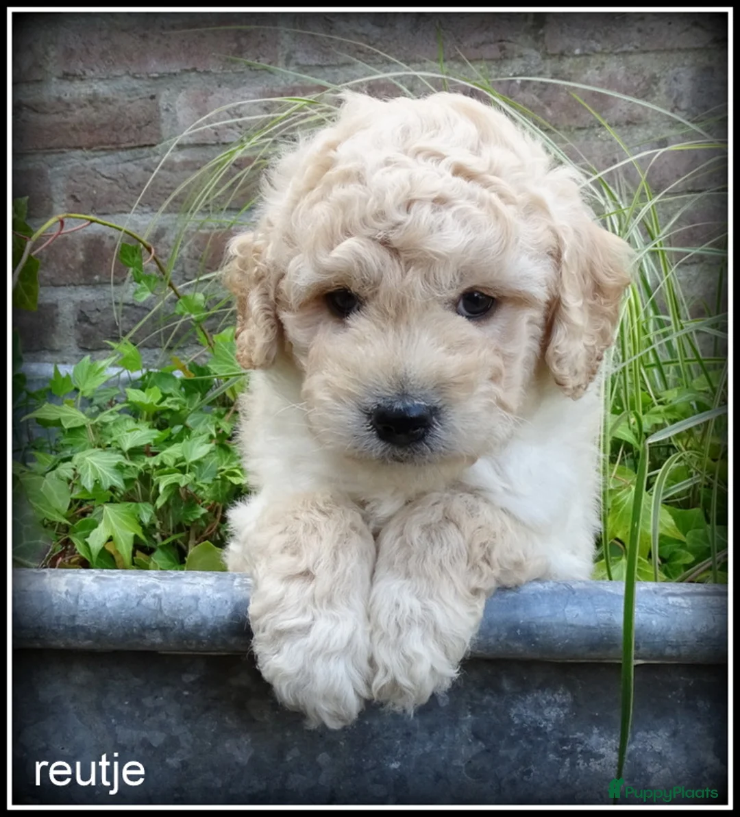 Labradoodle honden te koop: Labradoodle mini +/- 40 cm pups - Advertentie 1