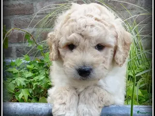 Labradoodle honden te koop: Labradoodle mini +/- 40 cm pups - Advertentie 4