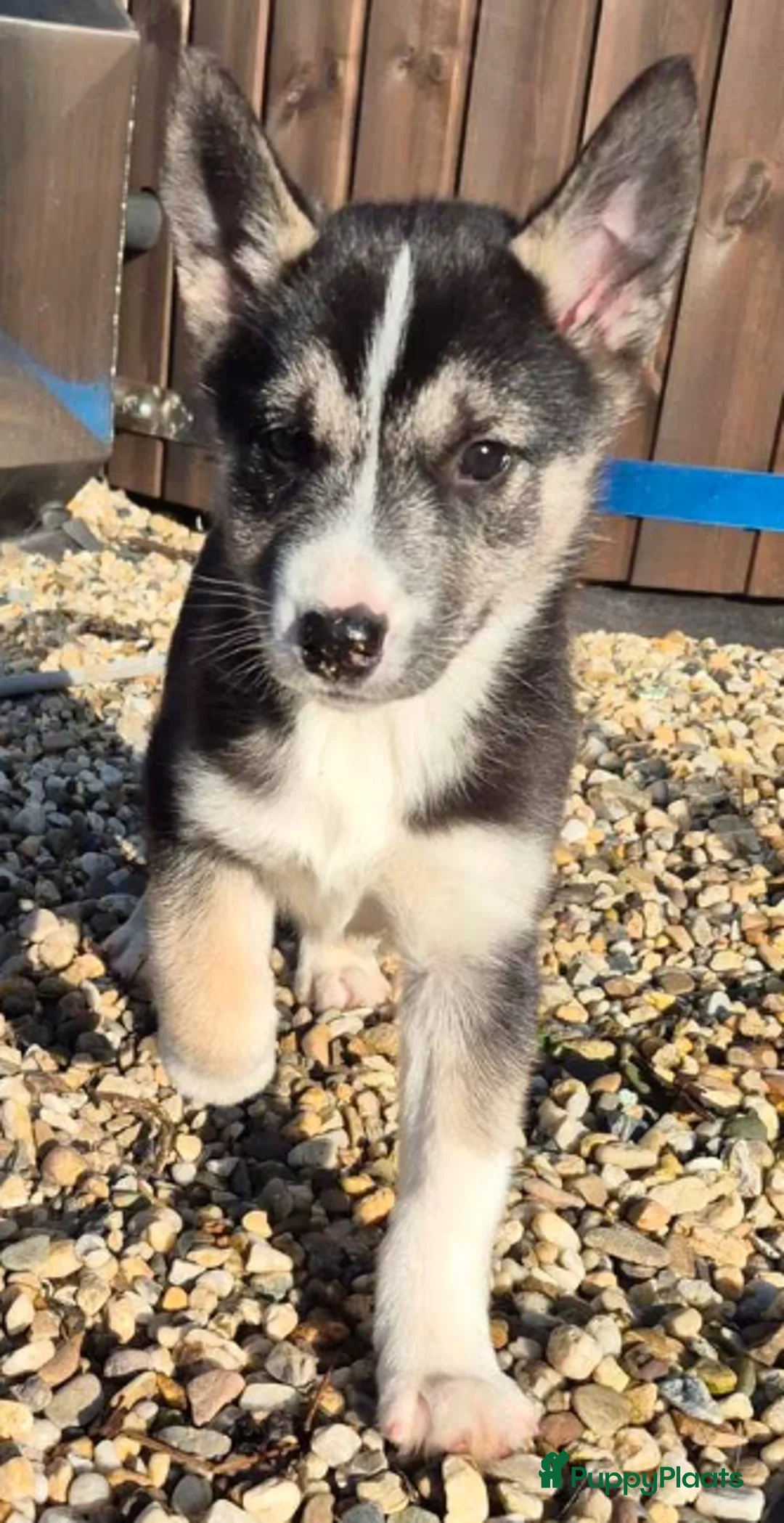 Siberische Husky honden te koop: Lieve Husky Pup zoekt een fantastisch huisje! - Advertentie 6
