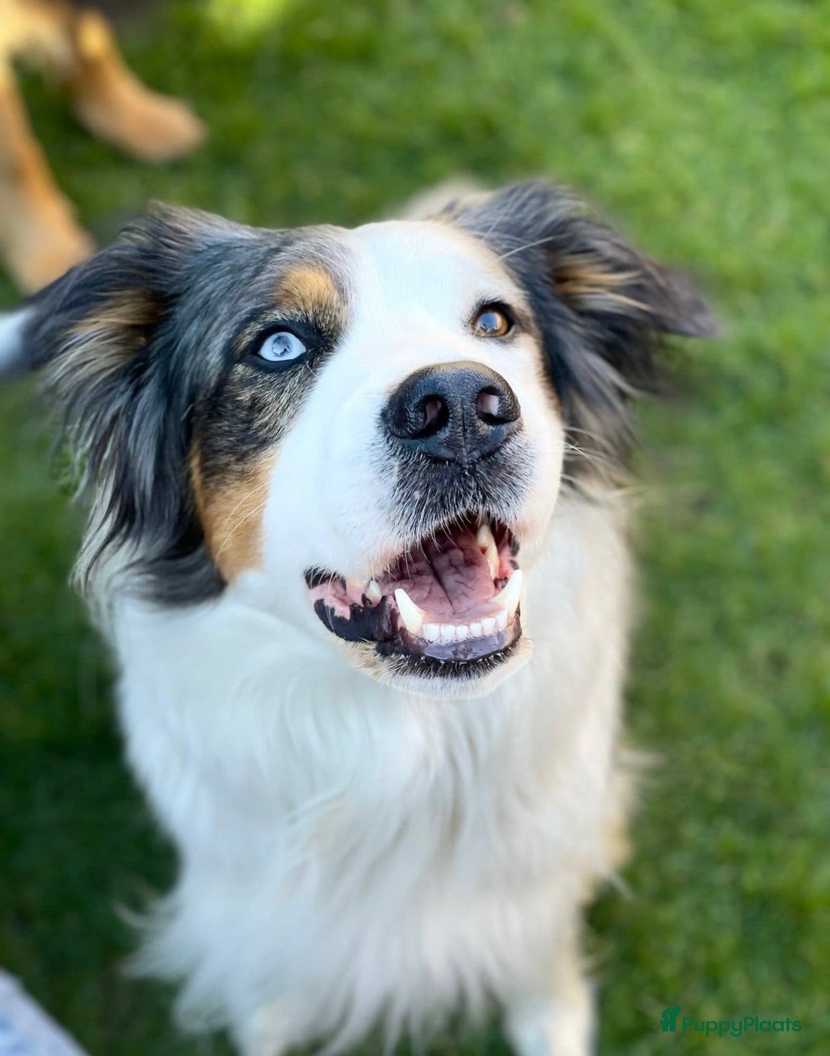 Australian Shepherd honden Dekreu Australian Shepherd blue merle - Advertentie 1