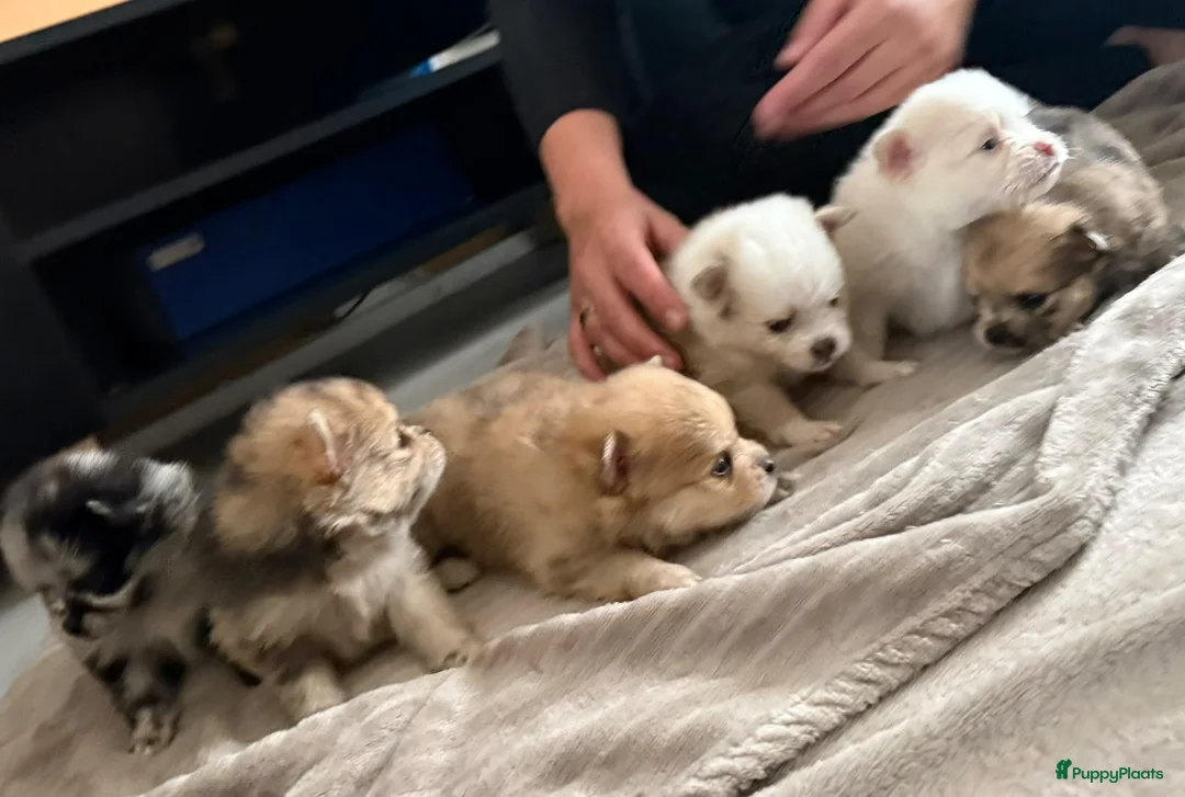 Pomeriaan honden te koop: Mooie Pomeriaantjes  - Advertentie 28