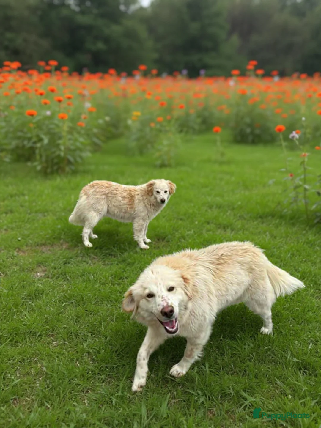 Kruising honden te koop: Deze italiaanse zusjes zoeken baasjes - Advertentie 6