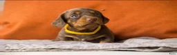 Teckel (korthaar)  honden te koop: Prachtige korthaar dwergteckel pups - Advertentie 12