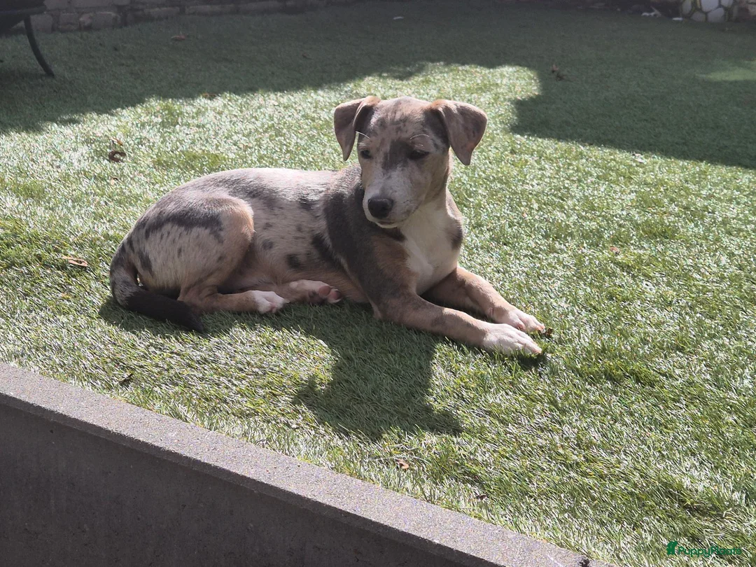 Jack Russel Terriër honden te koop: 1 merle teefje met 8 weken geannuleerd - Advertentie 1
