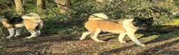 American Akita honden te koop: Prachtige American Akita Pups - Advertentie 11
