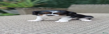 Cavalier King Charles Spaniel Puppy 4