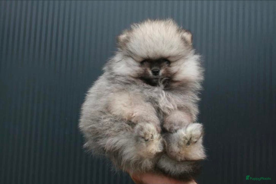 Pomeriaan honden Pomeranian pup reutje - Advertentie 1