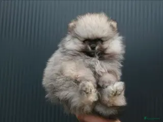 Pomeriaan honden Pomeranian pup reutje - Advertentie 1
