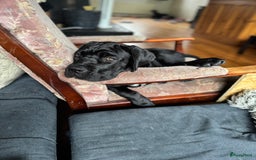 Cane Corso honden te koop: Cane Corso puppy's van 2 maanden oud te koop in Stad aan 't Haringvliet - Afbeelding 8