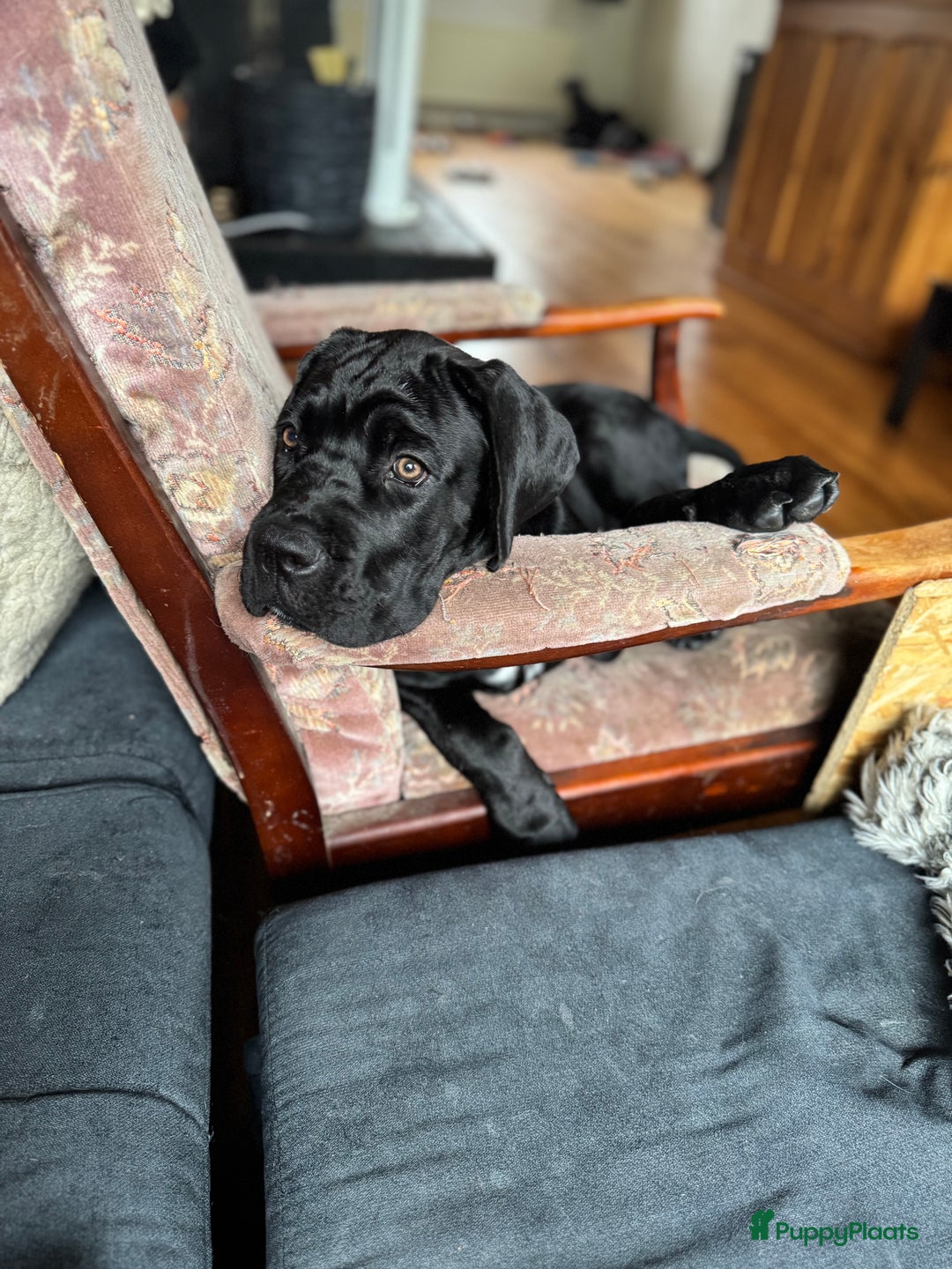 Cane Corso honden te koop: Cane Corso puppy's van 2 maanden oud te koop in Stad aan 't Haringvliet - Afbeelding 8