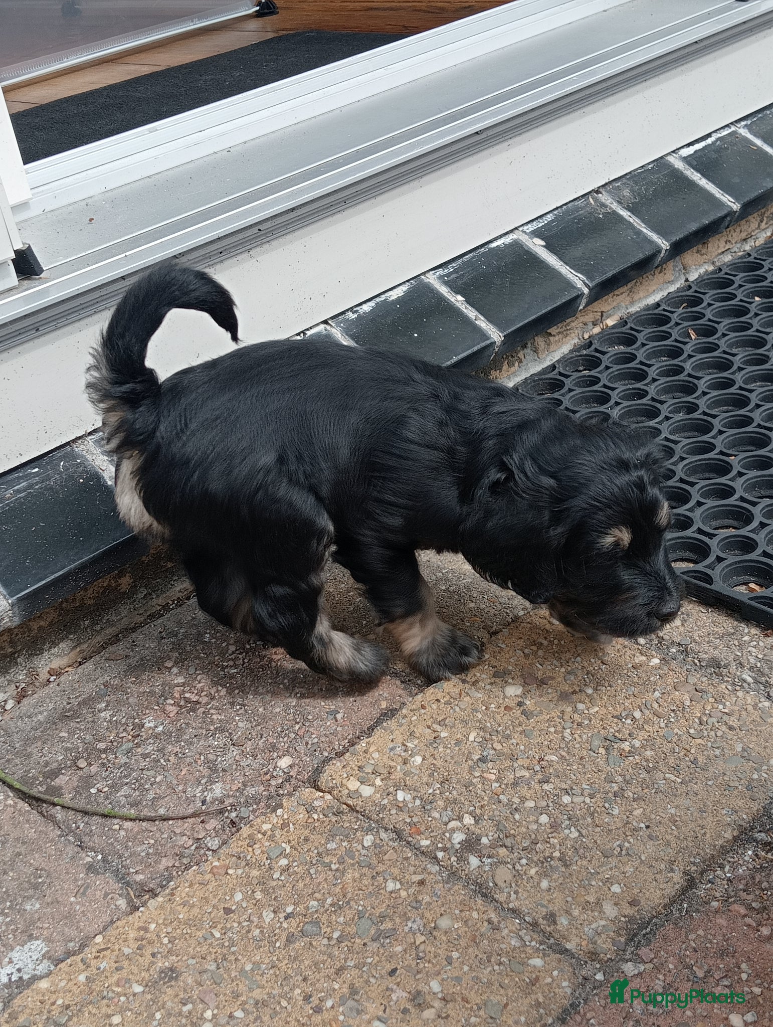 Labradoodle honden te koop: Labradoodle puppies  - Advertentie 16