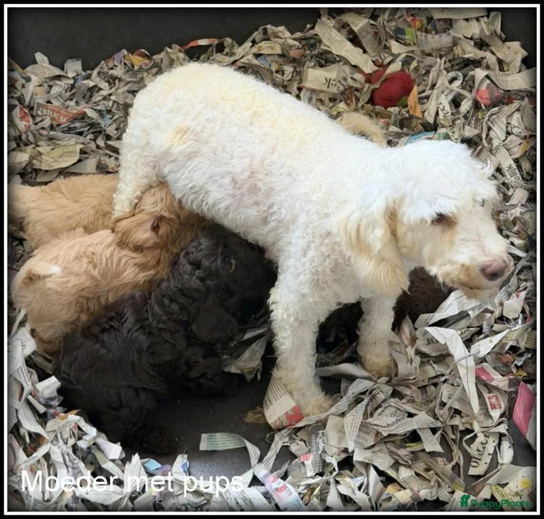 Kruising honden te koop: Boompoo F1b pup Boomer x Poedel teefje - Advertentie 1