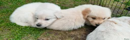 Golden Retriever honden te koop: Deze leukerds zoeken een baasje - Advertentie 19