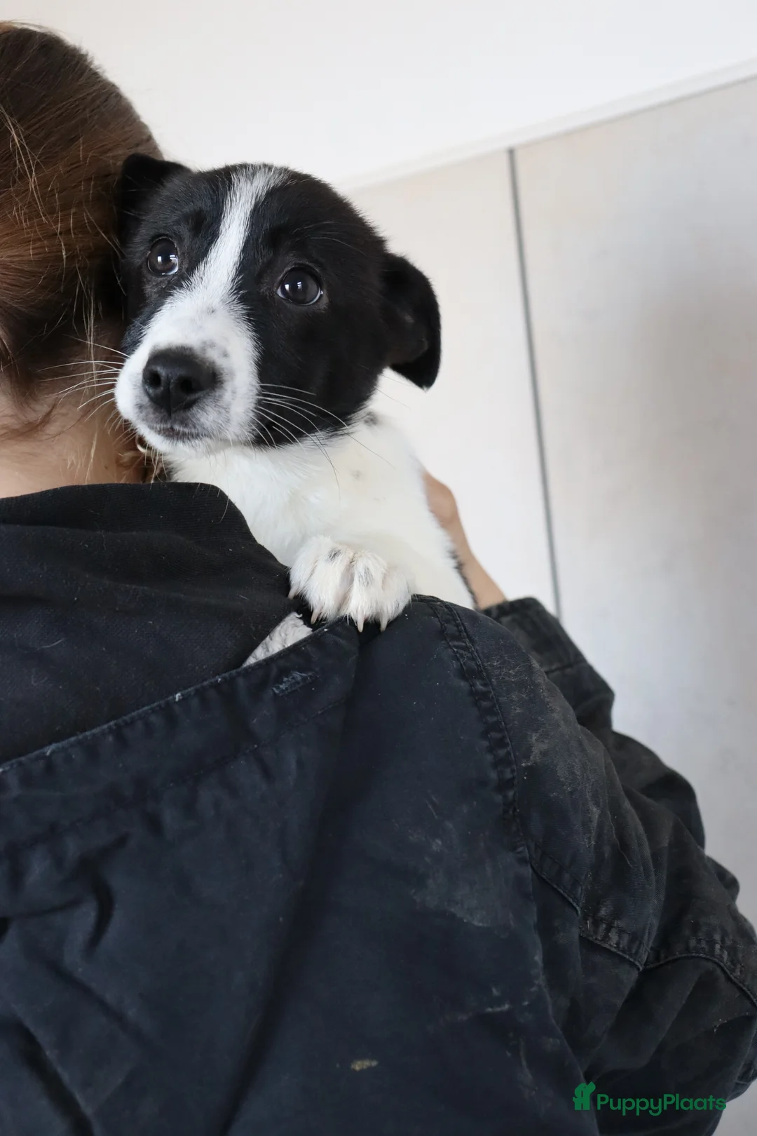 Border Collie honden te koop: Lieve border collie pups te koop - Advertentie 5