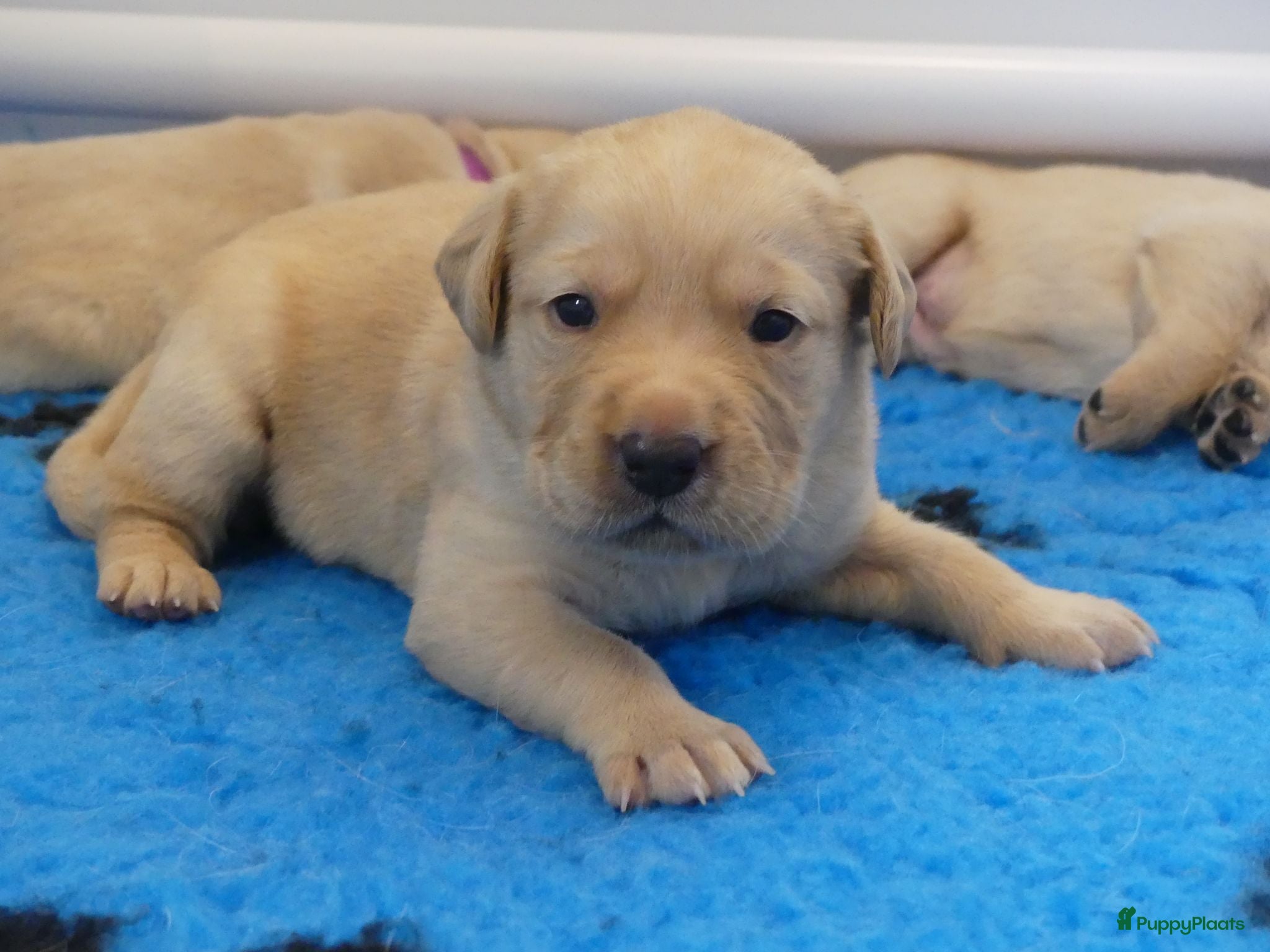 Goldador honden Prachtige Goldador pups - Advertentie 1