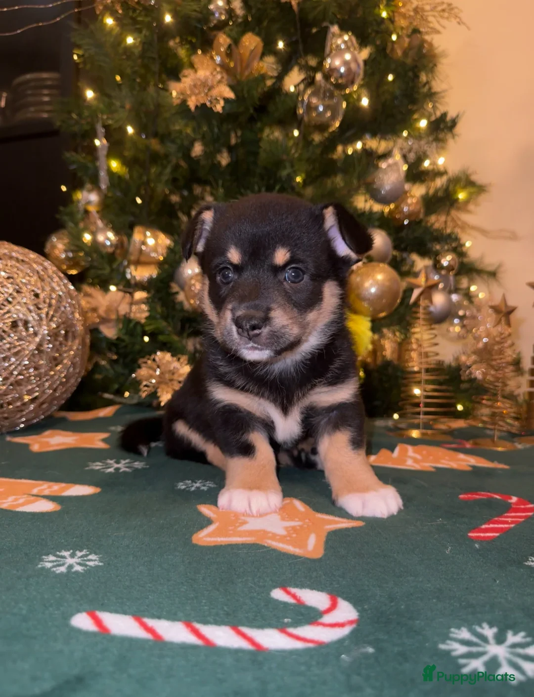 Welsh Corgi Cardigan honden te koop: Corgi looking for forever home - Advertentie 7