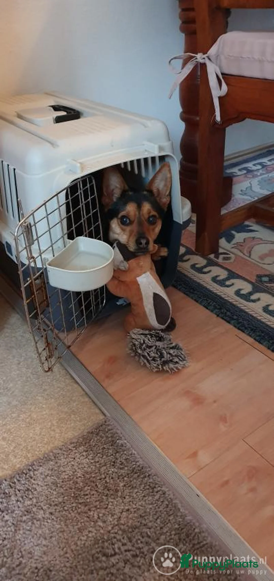 Kruising honden ter dekking: Dekrue aangeboden in Almelo - Advertentie 3