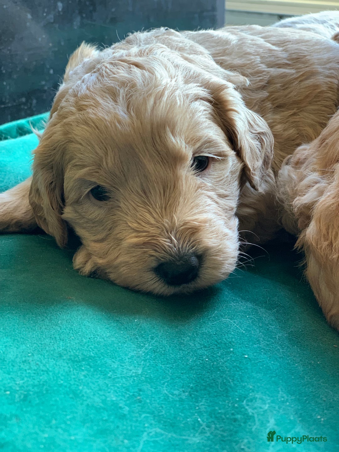 Kruising honden te koop: Goldendoodle Medium Pups Geboren - Advertentie 9